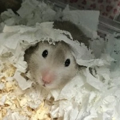 りりりん