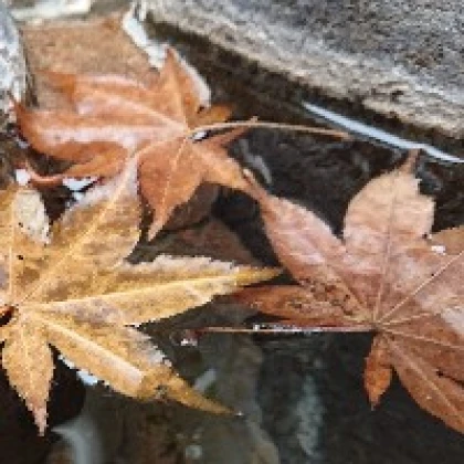 はこ
