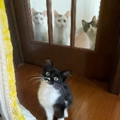 おと