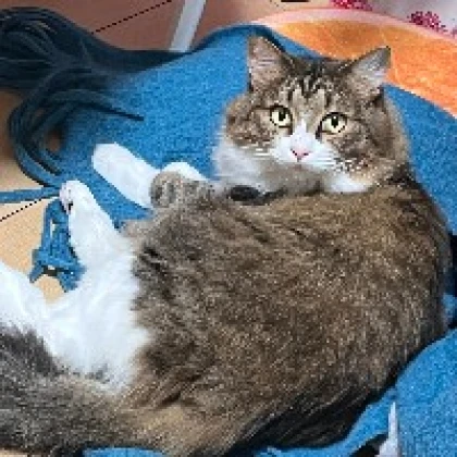 るる