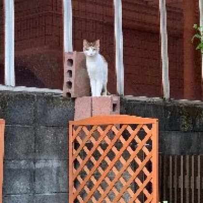 ももち