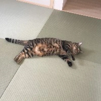 ほほ