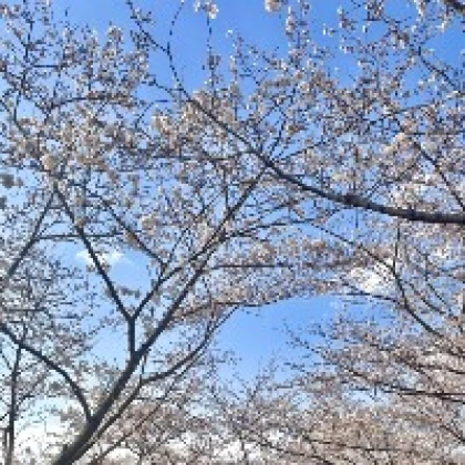 あおい