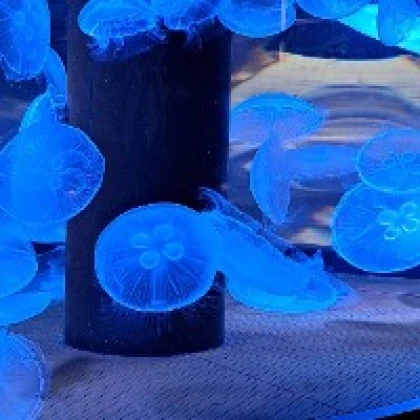 ろく