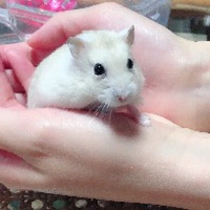 ゆか