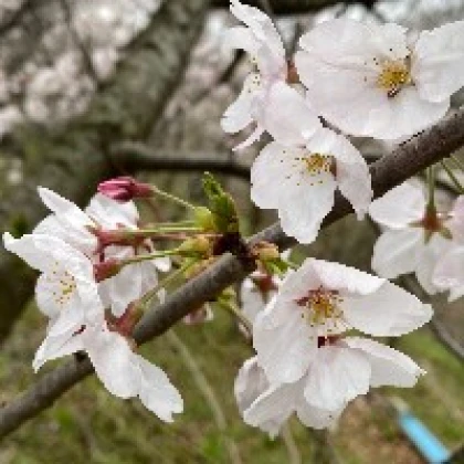 清香