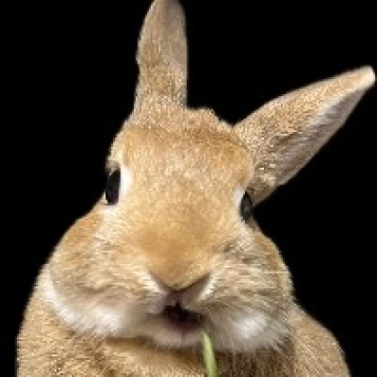 たおたろ