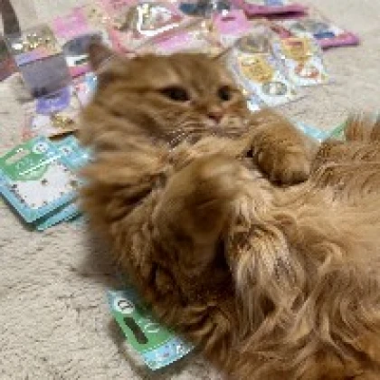 dオタ