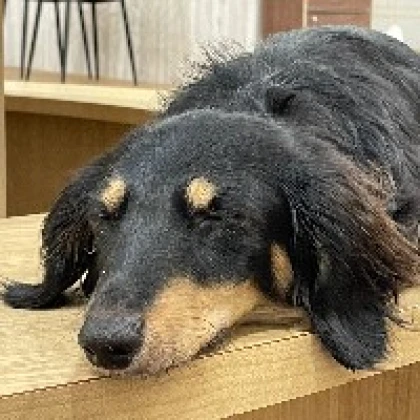 キョーコ