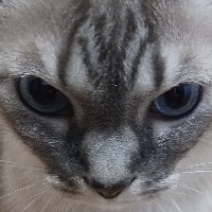 あんかけ
