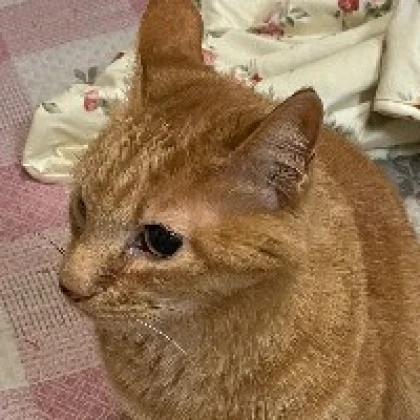 なす