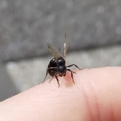 ぬいぐるみ