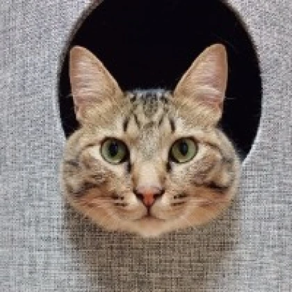 バン