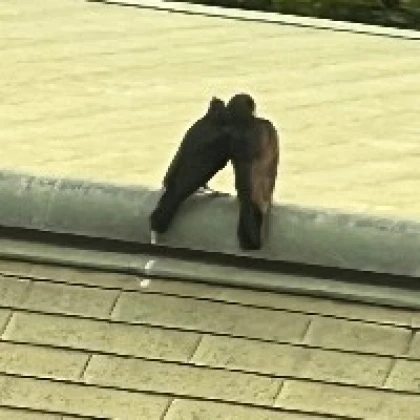 はーす