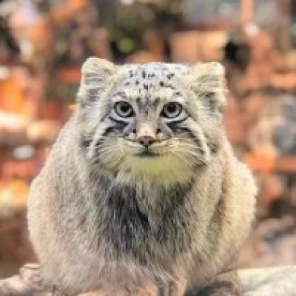 えり