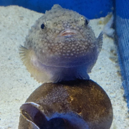 にる ぬ楽ラ