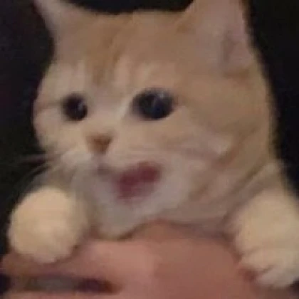 かよ
