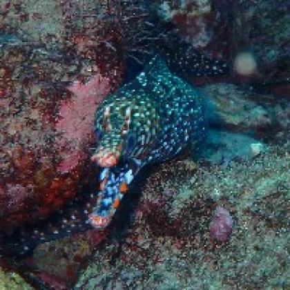 ウツボ