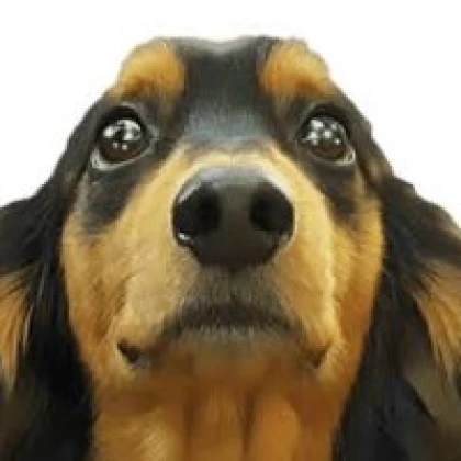 よう