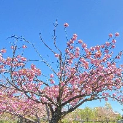ごはん