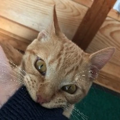 とらまる