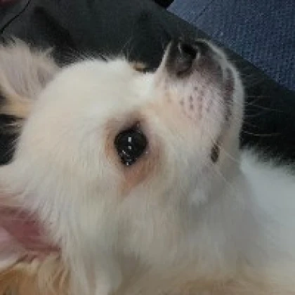 フラペ