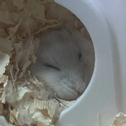 くーが！