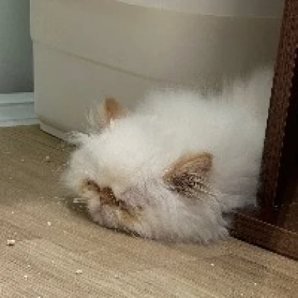 まみむ