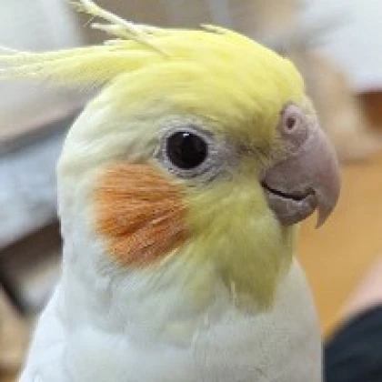 まめ