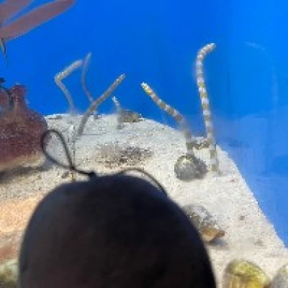 ばんしー